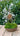 Decorative arrangement with white flowers, green moss, and a medallion of Jesus Christ, based on Angela Johnson's work Come Unto Me, plaque on a stone surface.
